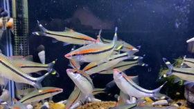 国产斗鱼可以喂雷龙吗视频