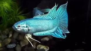 国产斗鱼可以喂雷龙吗视频