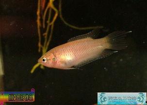 国产斗鱼可以喂雷龙吗视频