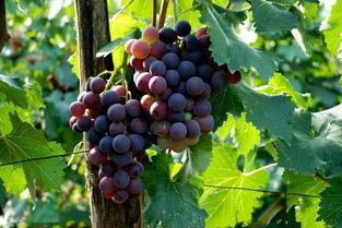 国产葡萄进口视频播放大全,一网打尽全球美味葡萄之旅