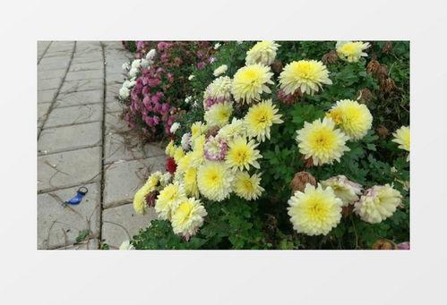 国产菊花小视频下载,领略民族风情，尽享视觉盛宴