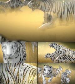 国产特效老虎视频,揭秘神奇动物世界的奇幻之旅