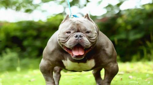 国产恶霸犬视频,威猛雄风，守护家园的忠诚伙伴