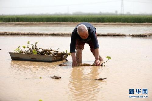 国产旱地种藕视频,绿色农业新篇章
