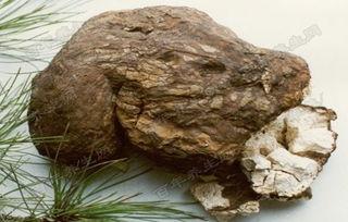 泰国产茯苓吗是真的吗视频,真伪辨析视频深度解析