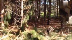 国产砍树机器视频,高效便捷的林业革新利器