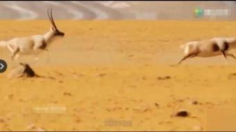 看动物配种视频国产,动物配种视频背后的自然奥秘