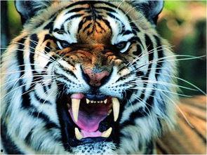 国产老虎啃老视频大全,萌态百出，温馨满满