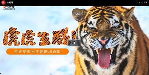 国产老虎啃老视频大全,萌态百出，温馨满满