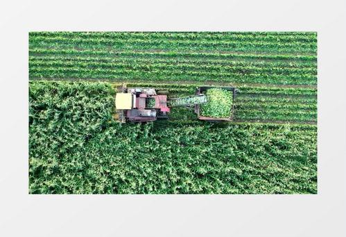 国产收玉米的视频,视频记录田间喜悦瞬间