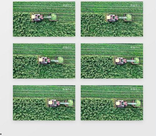 国产收玉米的视频,视频记录田间喜悦瞬间