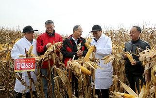 国产收玉米的视频,视频记录田间喜悦瞬间