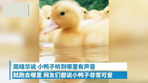 小黄鸭视频免费国产,小黄鸭视频带你领略国产风采