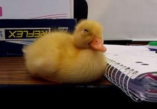 小黄鸭视频免费国产,小黄鸭视频带你领略国产风采