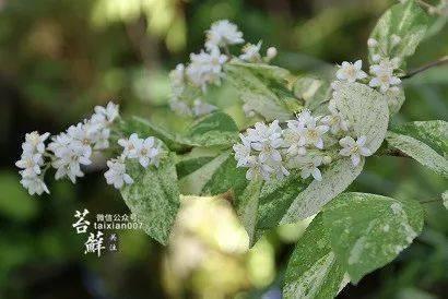 国产精品野草视频