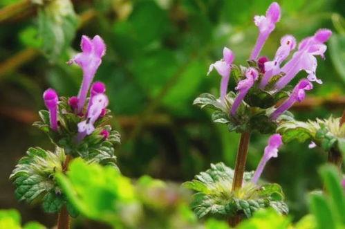 国产精品野草视频