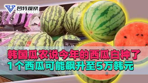 韩国产西瓜视频,韩国热门短视频平台解析