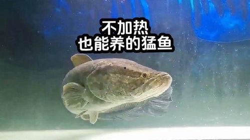 国产雷龙如何饲养视频