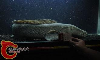 国产雷龙如何饲养视频